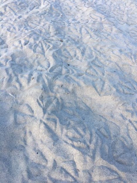 The seagulls made a cool pattern in the sand